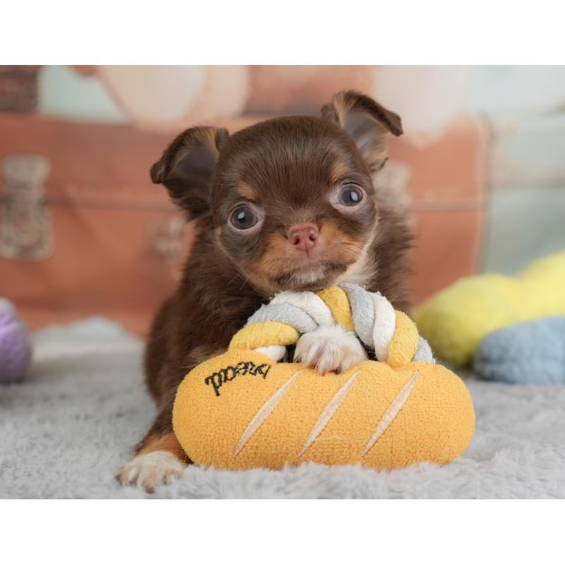 販売中の埼玉県のチワワ(ロングコート)-446612の10枚目