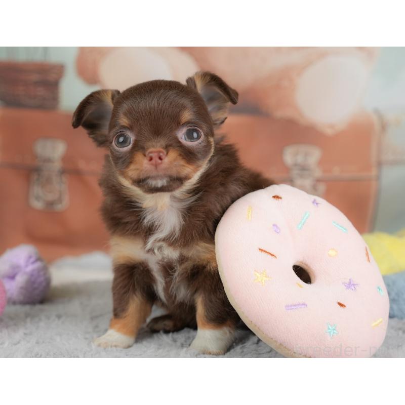 販売中の埼玉県のチワワ(ロングコート)-446612の9枚目