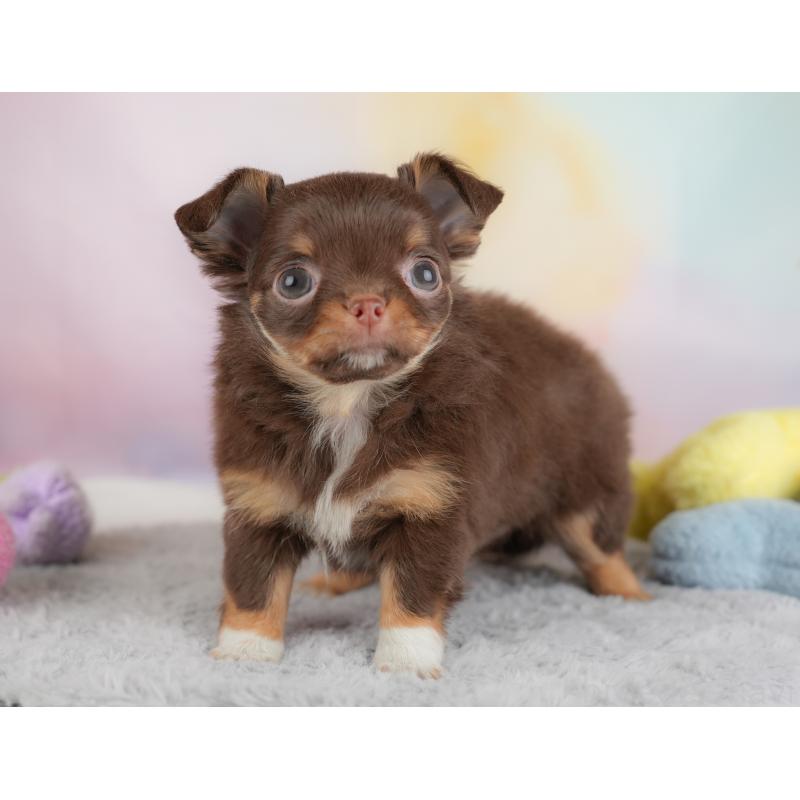 販売中の埼玉県のチワワ(ロングコート)-446612の7枚目