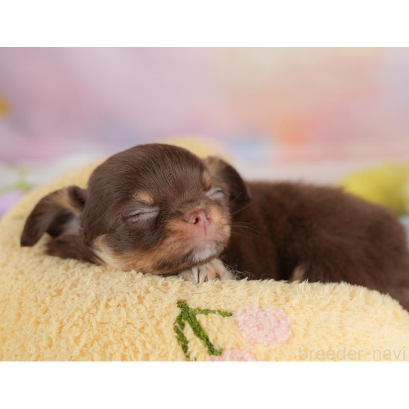 販売中の埼玉県のチワワ(ロングコート)-446612の6枚目