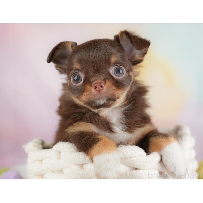 販売中の埼玉県のチワワ(ロングコート)-446612の5枚目