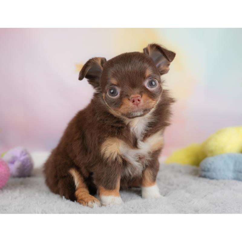 販売中の埼玉県のチワワ(ロングコート)-446612の4枚目