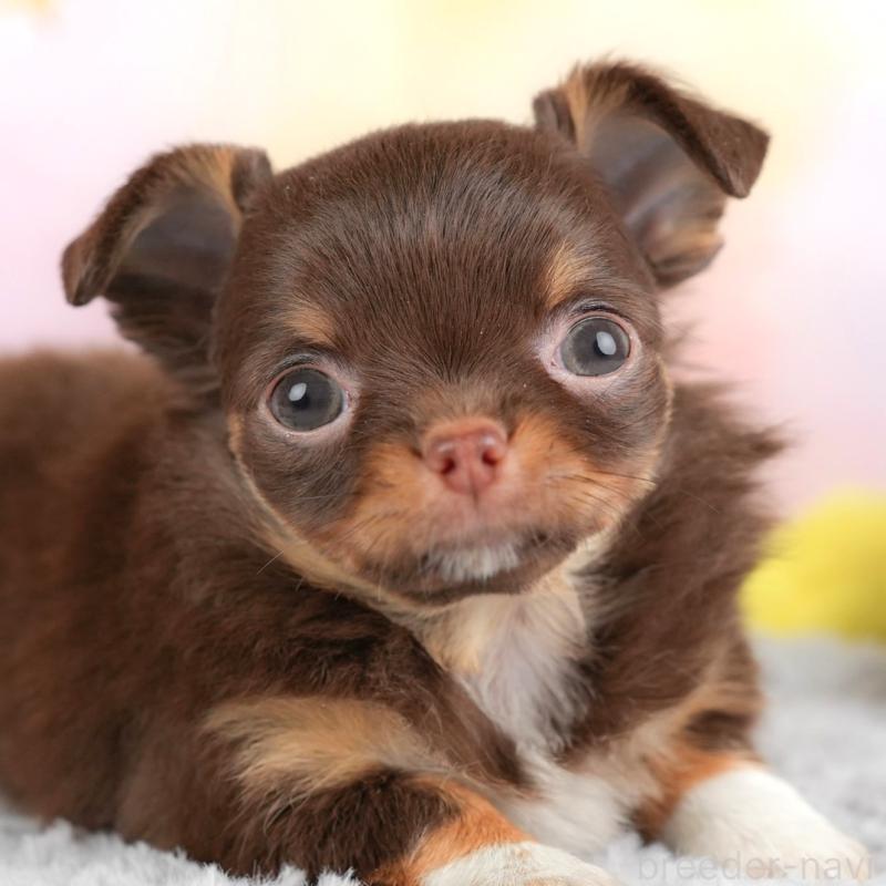 販売中の埼玉県のチワワ(ロングコート)-446612の1枚目