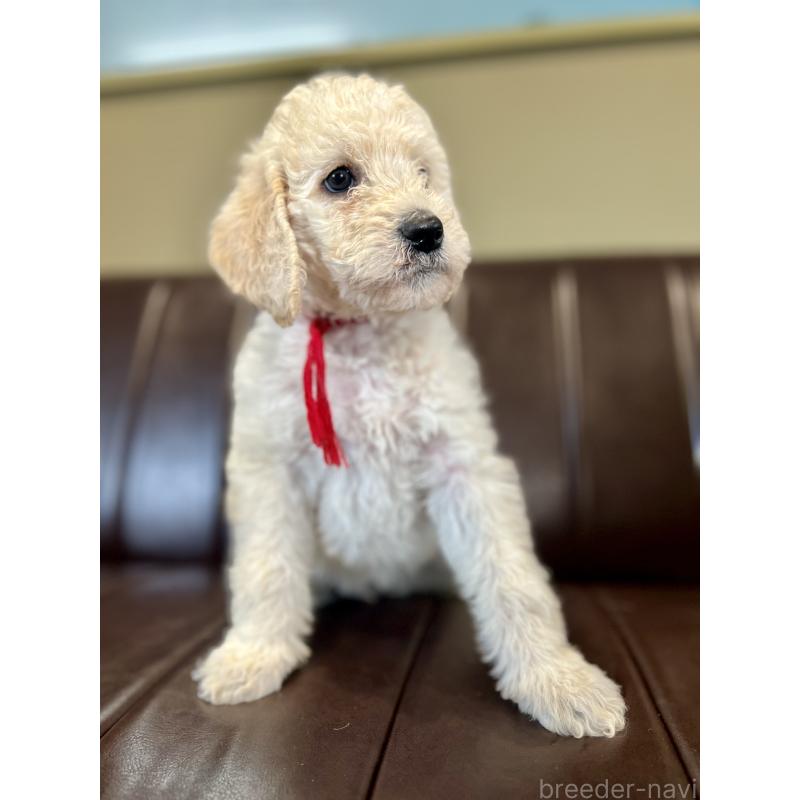 成約済の静岡県のラブラドゥードル:ラブラドールレトリーバー×プードル-439500の2枚目