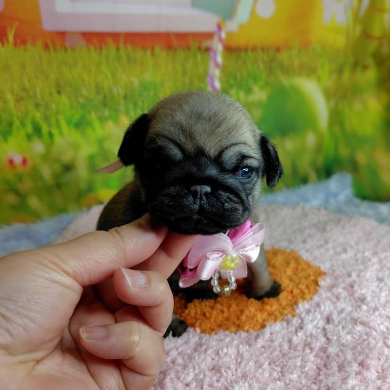 販売中の神奈川県のパグ-446613の4枚目