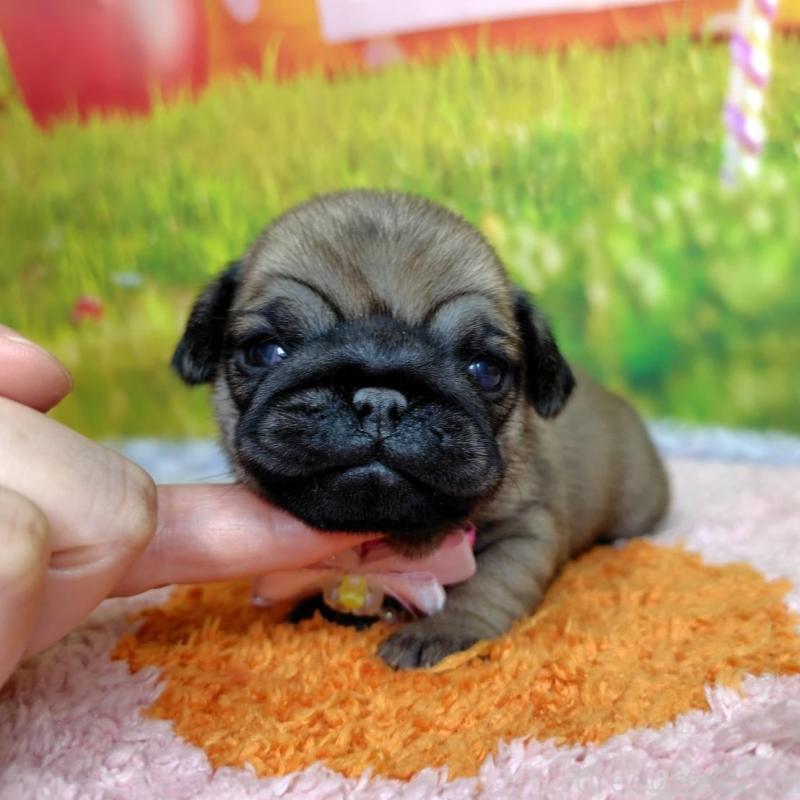 販売中の神奈川県のパグ-446613の1枚目