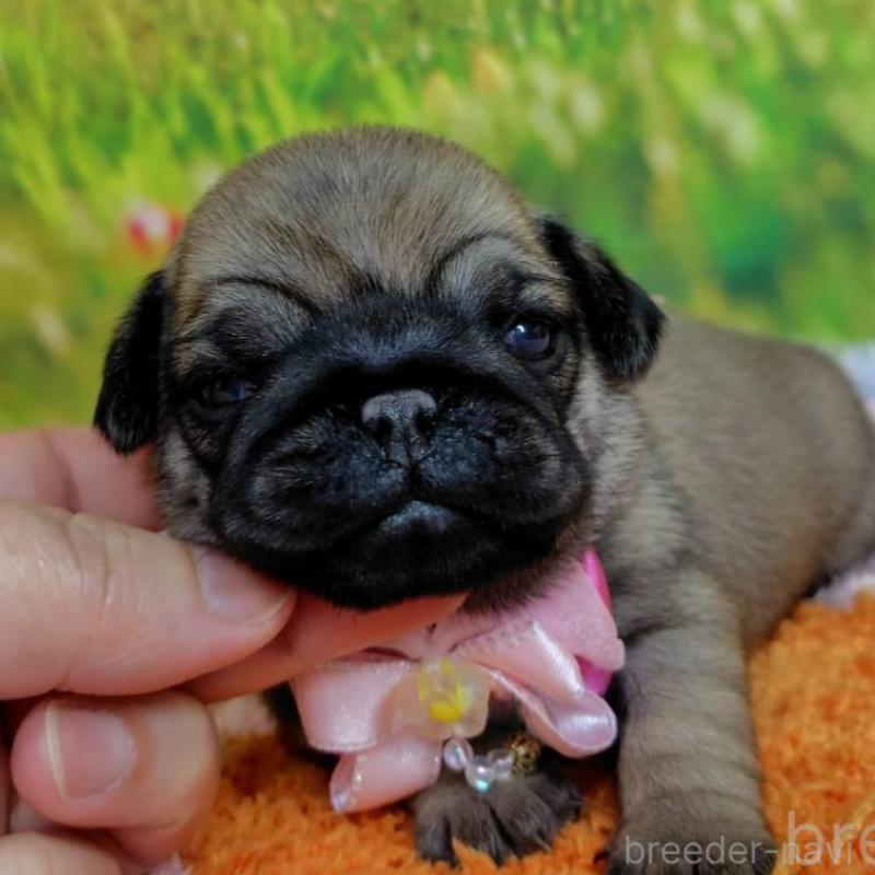 販売中の神奈川県のパグ-446613の2枚目