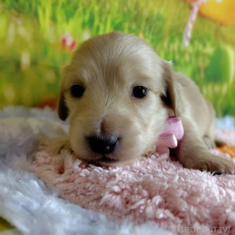 販売中の神奈川県のミニチュアダックスフンド(ロングヘアード)-446618の6枚目