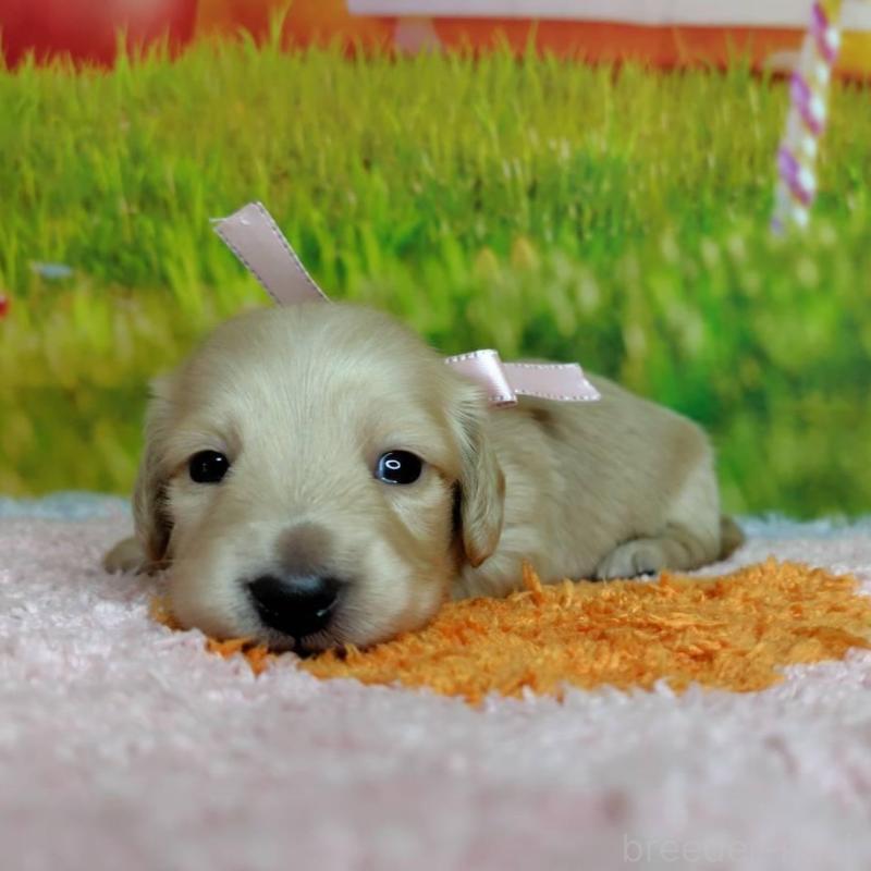 販売中の神奈川県のミニチュアダックスフンド(ロングヘアード)-446618の5枚目