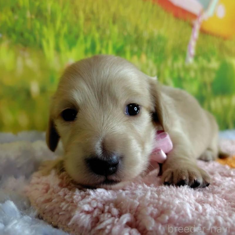 販売中の神奈川県のミニチュアダックスフンド(ロングヘアード)-446618の3枚目