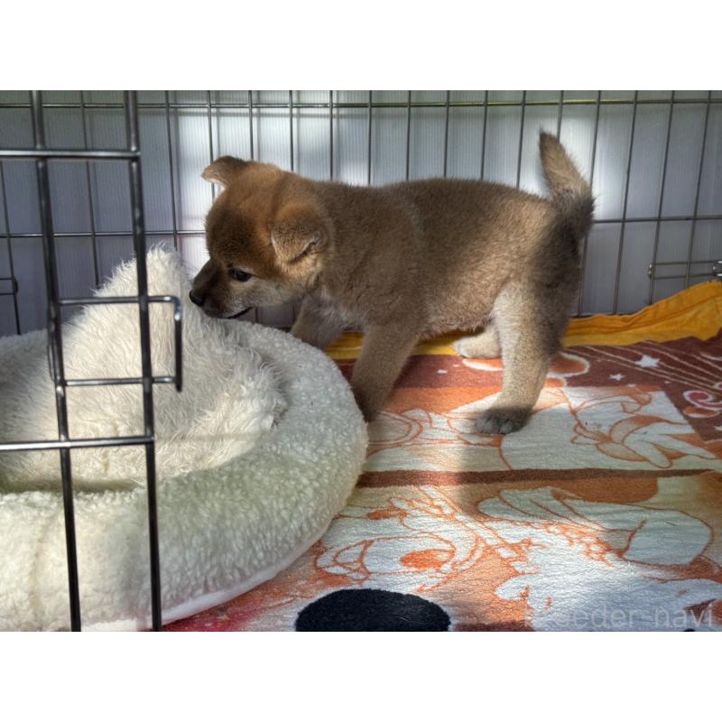 販売中の岡山県の柴犬-446619の5枚目