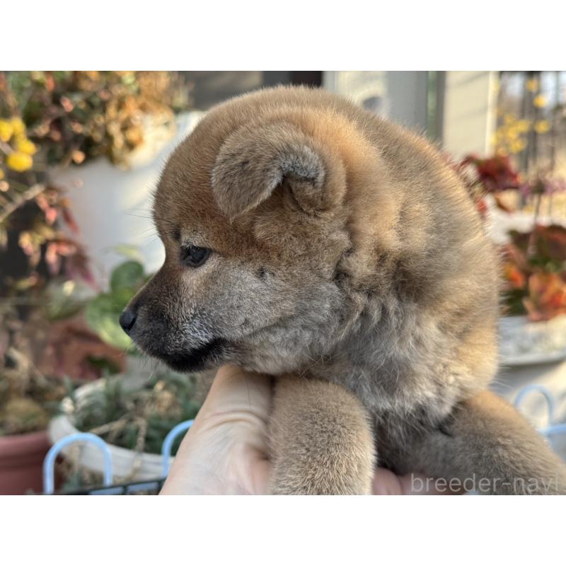 販売中の岡山県の柴犬-446619の4枚目