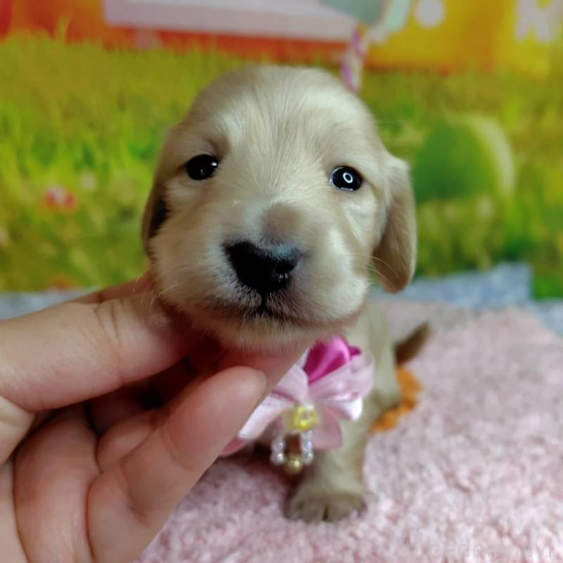 販売中の神奈川県のミニチュアダックスフンド(ロングヘアード)-446618の1枚目