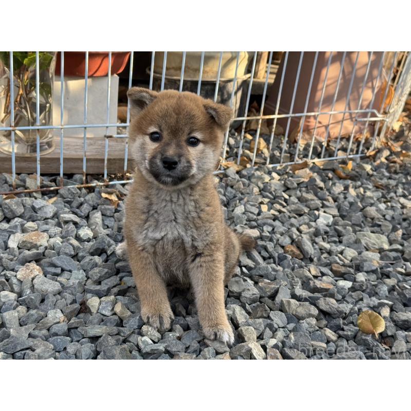 販売中の岡山県の柴犬-446619の3枚目