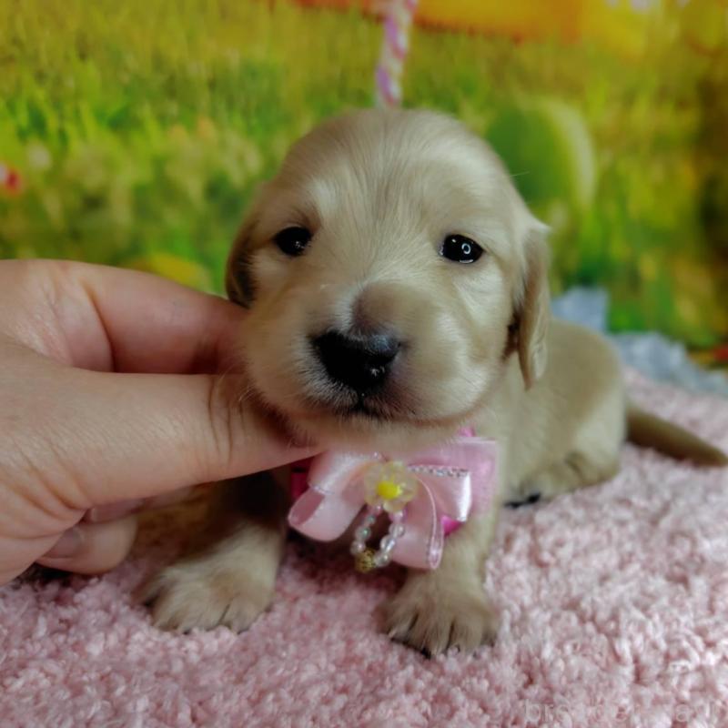 販売中の神奈川県のミニチュアダックスフンド(ロングヘアード)-446618の2枚目