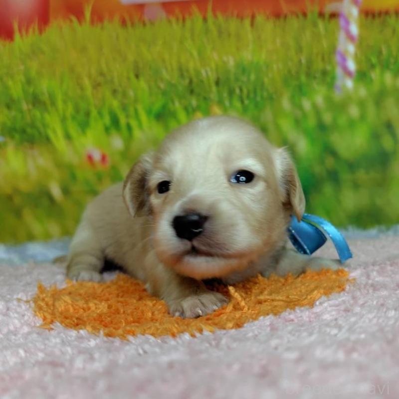 販売中の神奈川県のミニチュアダックスフンド(ロングヘアード)-446620の6枚目