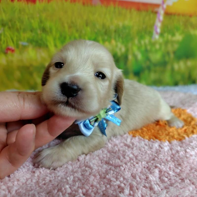 販売中の神奈川県のミニチュアダックスフンド(ロングヘアード)-446620の5枚目