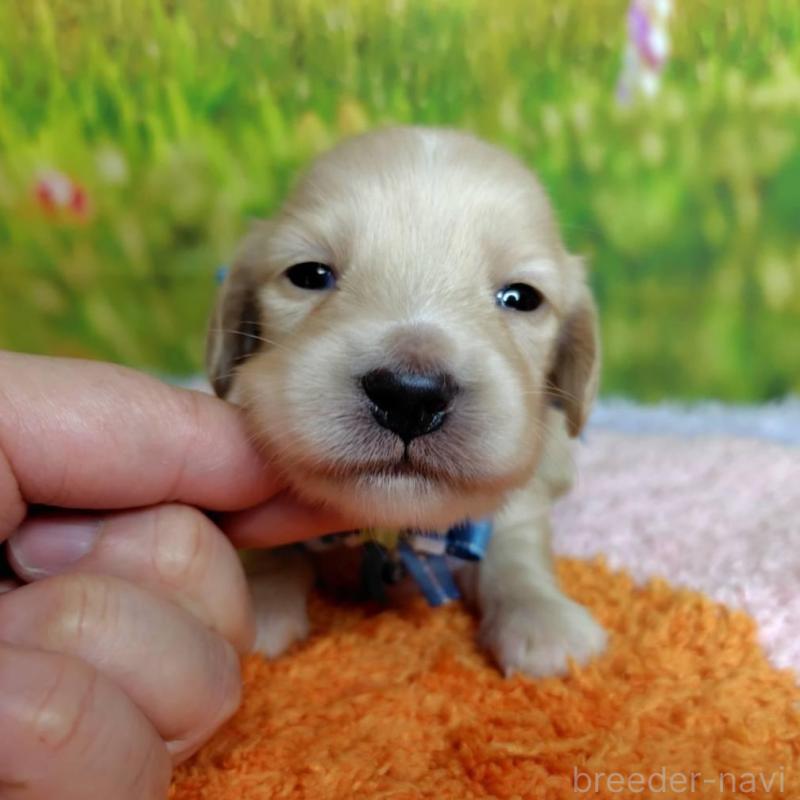 販売中の神奈川県のミニチュアダックスフンド(ロングヘアード)-446620の4枚目