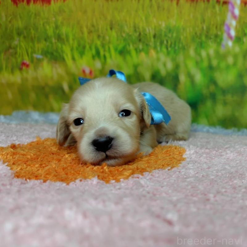 販売中の神奈川県のミニチュアダックスフンド(ロングヘアード)-446620