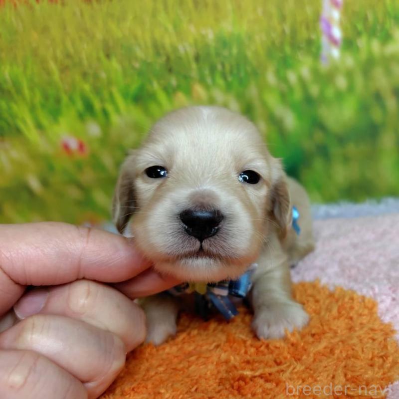 販売中の神奈川県のミニチュアダックスフンド(ロングヘアード)-446620の3枚目