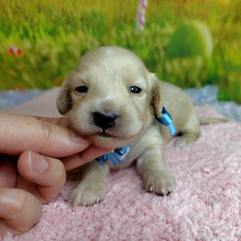 販売中の神奈川県のミニチュアダックスフンド(ロングヘアード)-446620の2枚目
