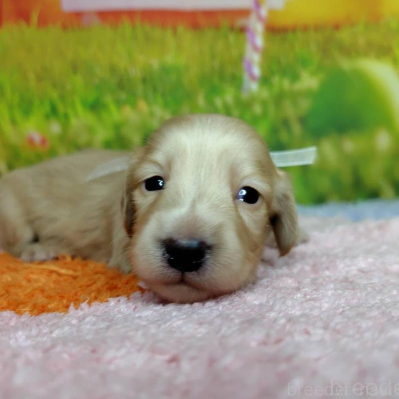 販売中の神奈川県のミニチュアダックスフンド(ロングヘアード)-446621の6枚目