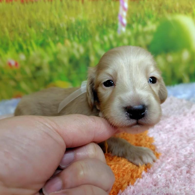 販売中の神奈川県のミニチュアダックスフンド(ロングヘアード)-446621の5枚目