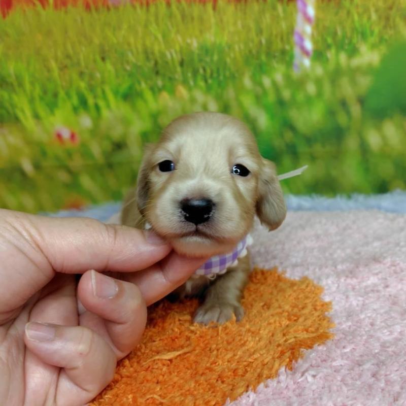 販売中の神奈川県のミニチュアダックスフンド(ロングヘアード)-446621の4枚目