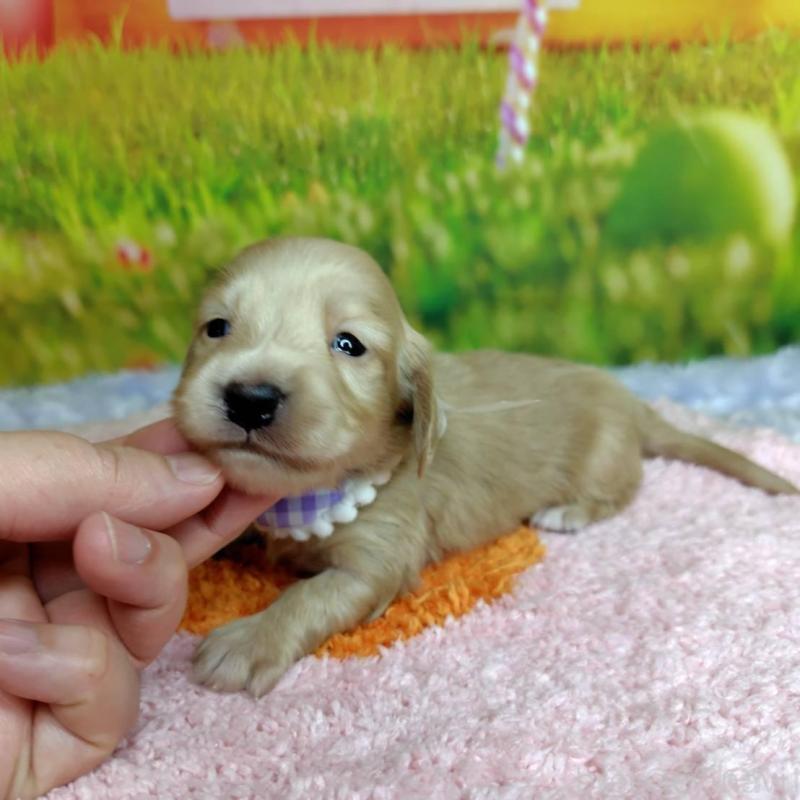 販売中の神奈川県のミニチュアダックスフンド(ロングヘアード)-446621の3枚目