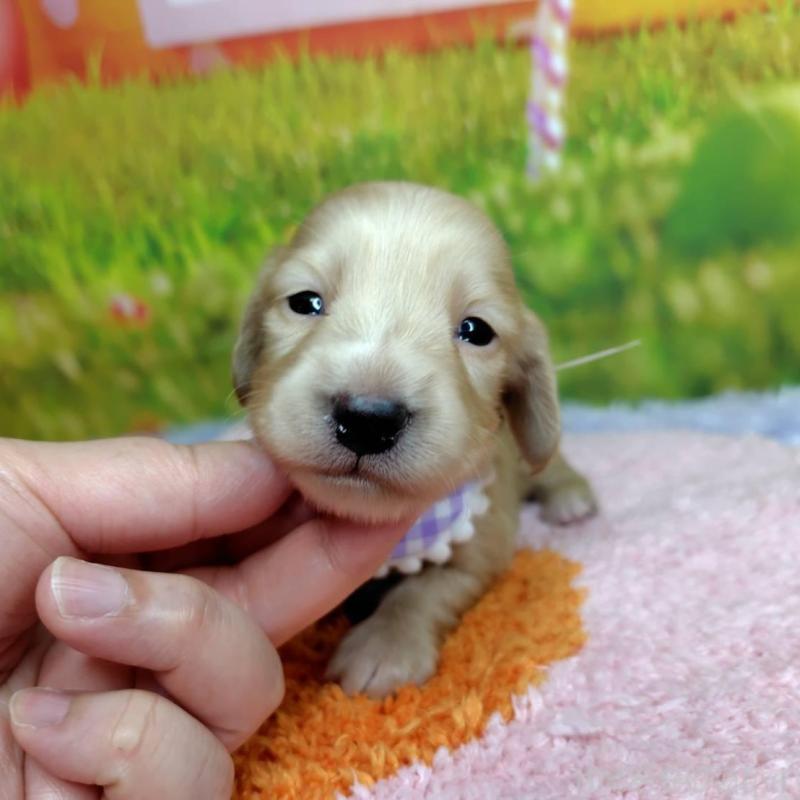 販売中の神奈川県のミニチュアダックスフンド(ロングヘアード)-446621の2枚目