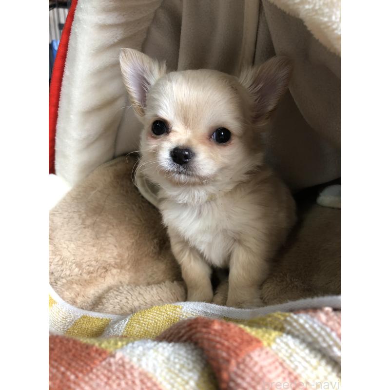 販売中の兵庫県のチワワ(ロングコート)-446622の15枚目