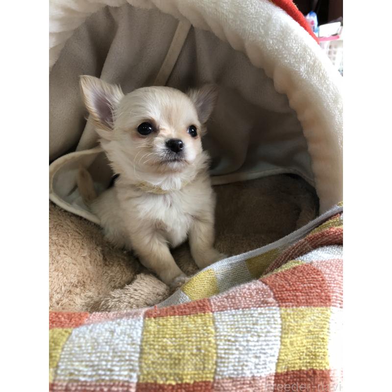 販売中の兵庫県のチワワ(ロングコート)-446622の14枚目