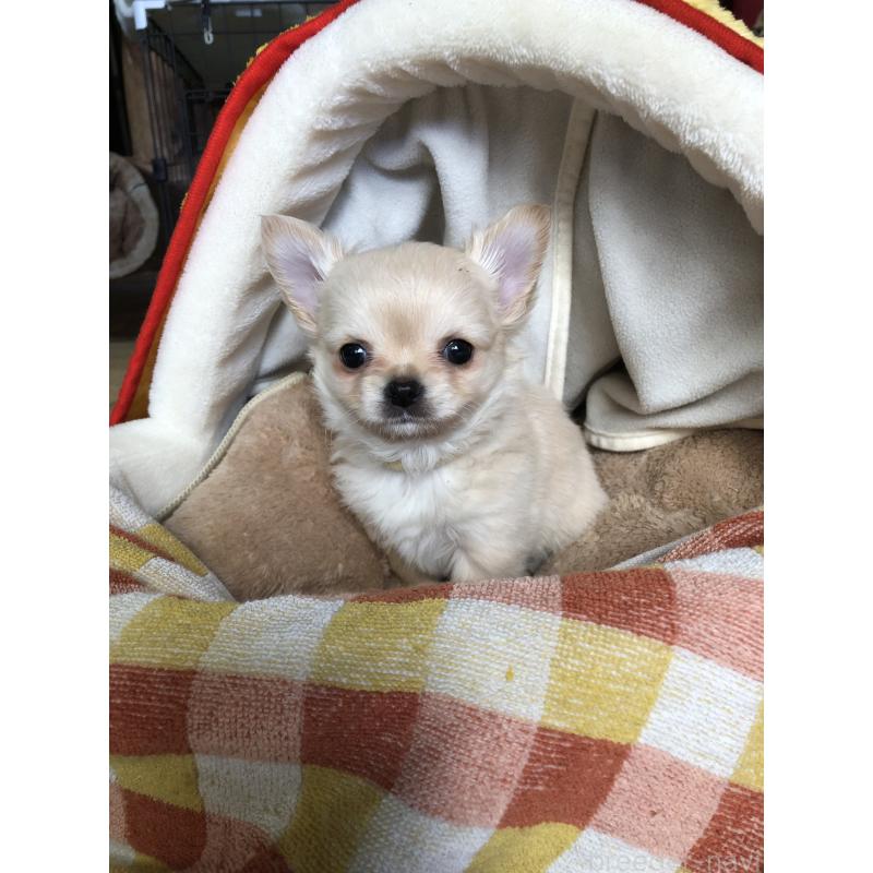 販売中の兵庫県のチワワ(ロングコート)-446622の12枚目