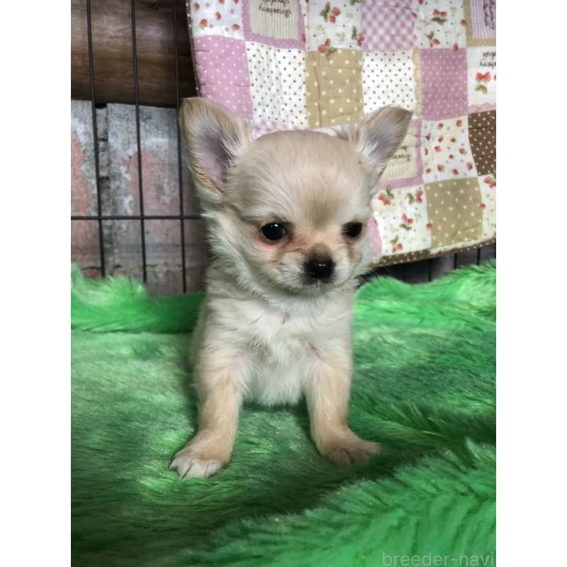 販売中の兵庫県のチワワ(ロングコート)-446622の9枚目