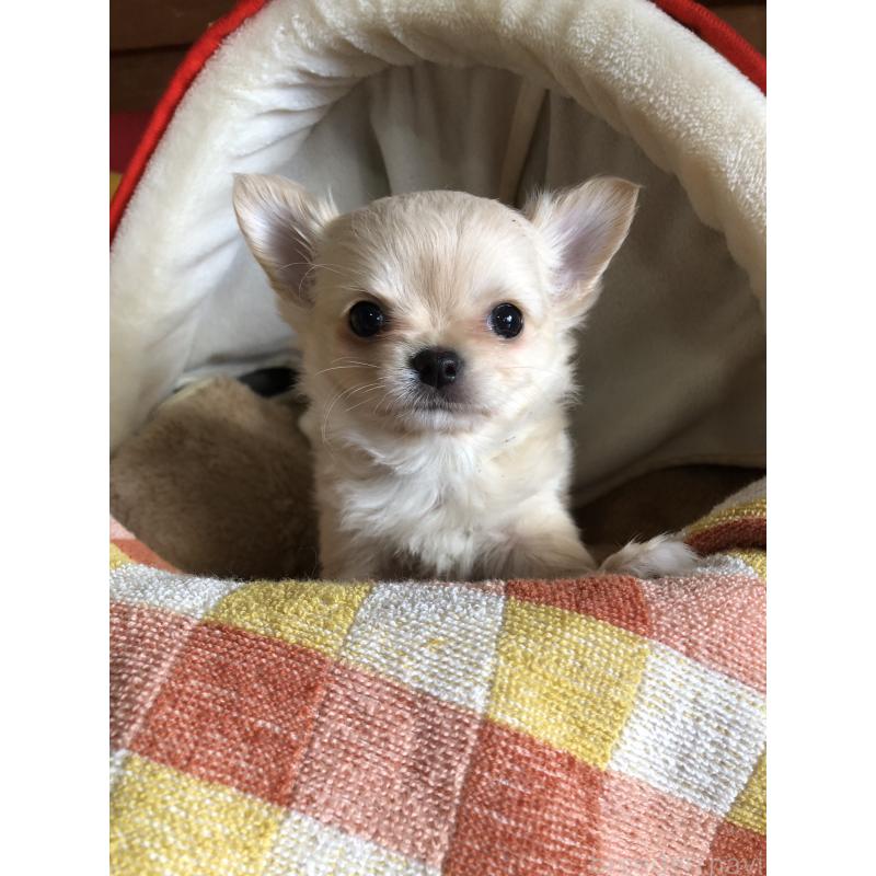 販売中の兵庫県のチワワ(ロングコート)-446622の8枚目