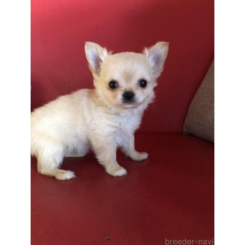 販売中の兵庫県のチワワ(ロングコート)-446622の6枚目