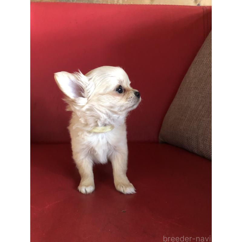 販売中の兵庫県のチワワ(ロングコート)-446622の5枚目