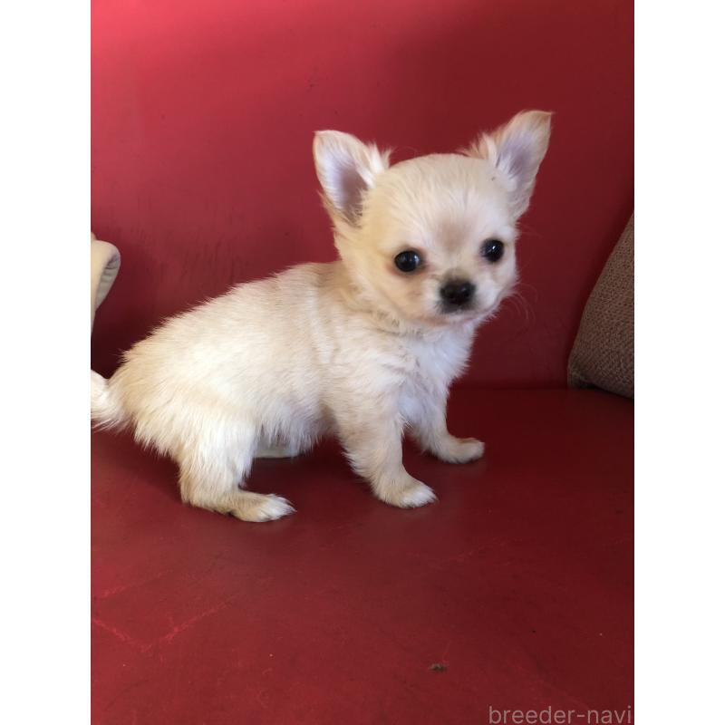 販売中の兵庫県のチワワ(ロングコート)-446622の4枚目