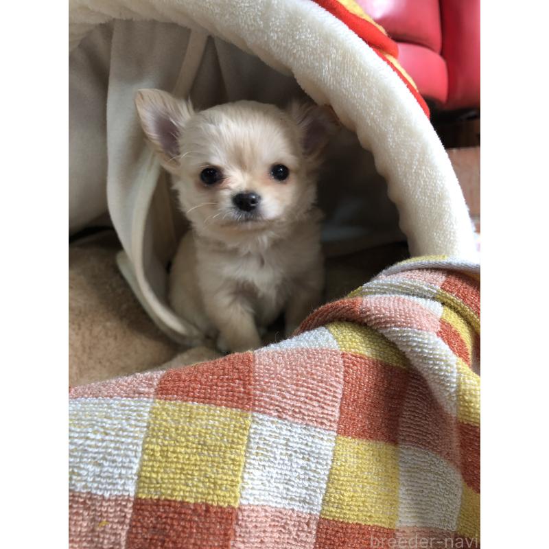 販売中の兵庫県のチワワ(ロングコート)-446622の3枚目