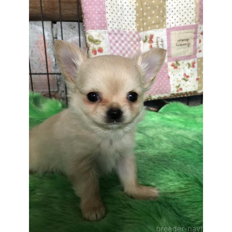 販売中の兵庫県のチワワ(ロングコート)-446622の1枚目