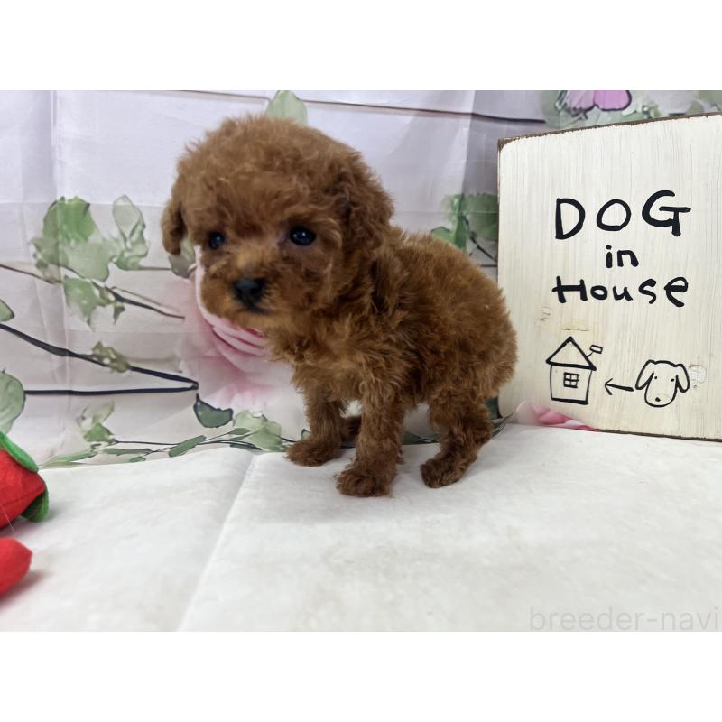 販売中の愛知県のティーカッププードル-446623の5枚目