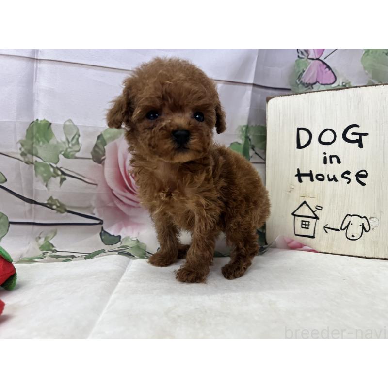 販売中の愛知県のティーカッププードル-446623の4枚目