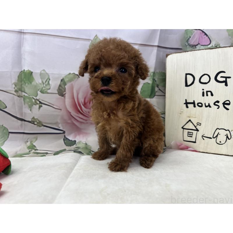 販売中の愛知県のティーカッププードル-446623の3枚目