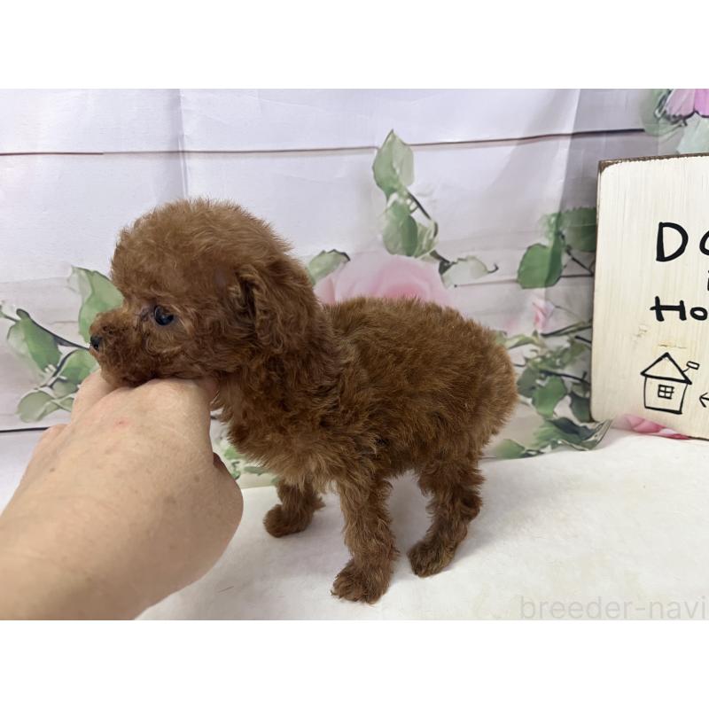 販売中の愛知県のティーカッププードル-446623の2枚目