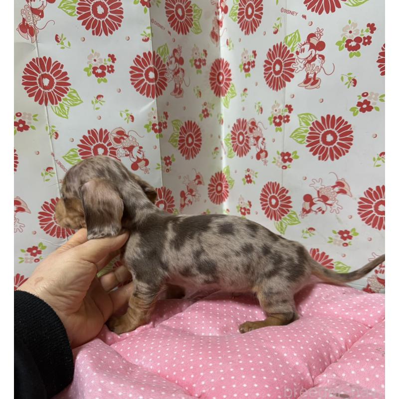 販売中の愛知県のミニチュアダックスフンド(スムースヘアード)-446624の7枚目