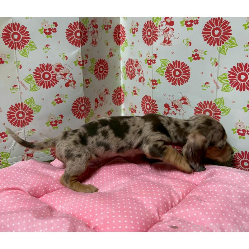 販売中の愛知県のミニチュアダックスフンド(スムースヘアード)-446624の6枚目