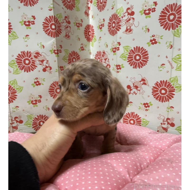 販売中の愛知県のミニチュアダックスフンド(スムースヘアード)-446624の4枚目