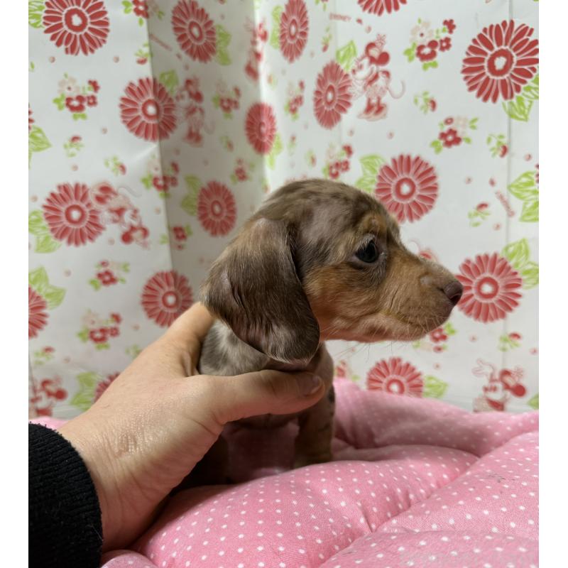 販売中の愛知県のミニチュアダックスフンド(スムースヘアード)-446624の3枚目