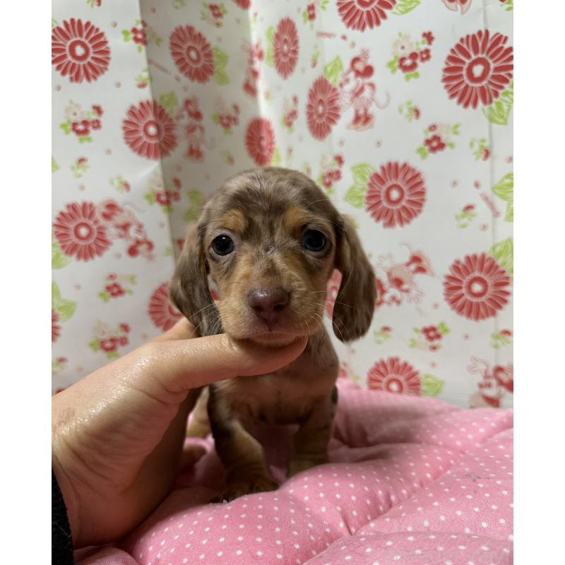 販売中の愛知県のミニチュアダックスフンド(スムースヘアード)-446624の2枚目