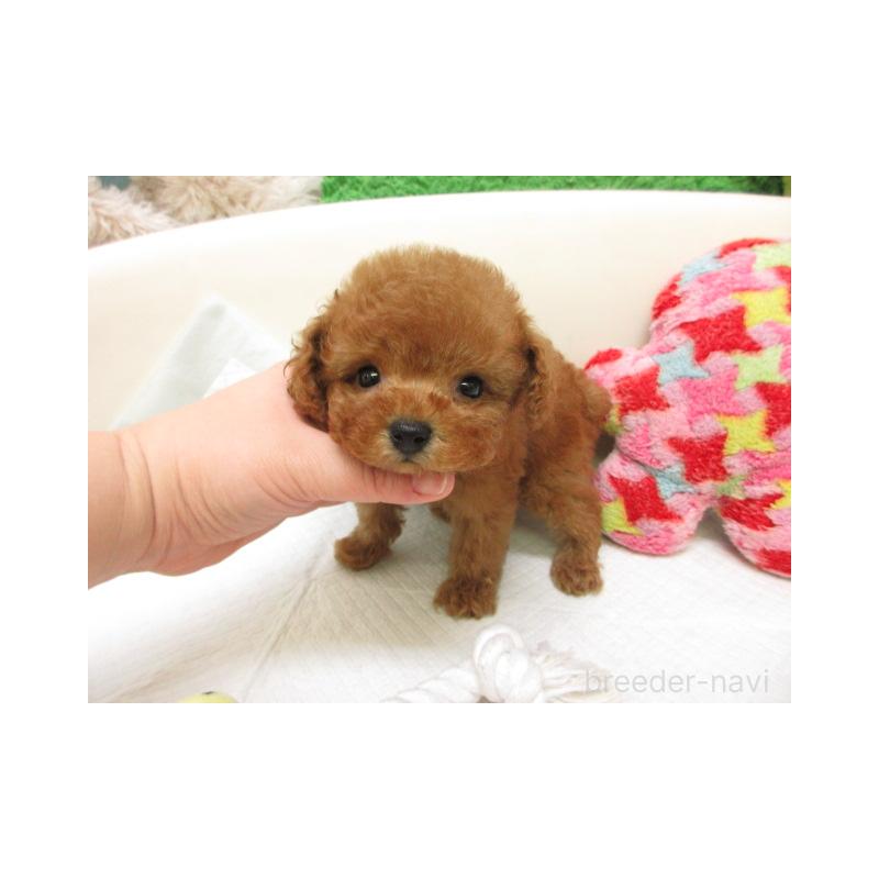 販売中の大阪府のトイプードル-446625